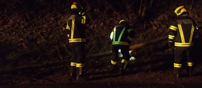 Baumsturz in der Rodlstraße